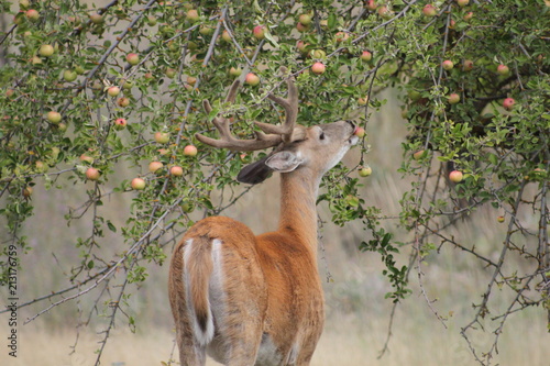 Red Bucks 5