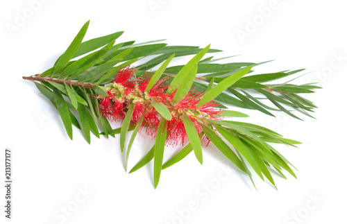 Melaleuca tea tree twig with flowers. Isolated on white backgr photo