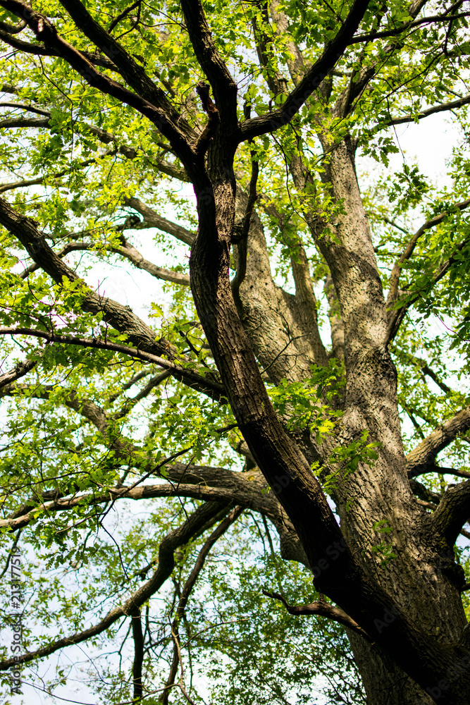 Fototapeta premium Oak tree