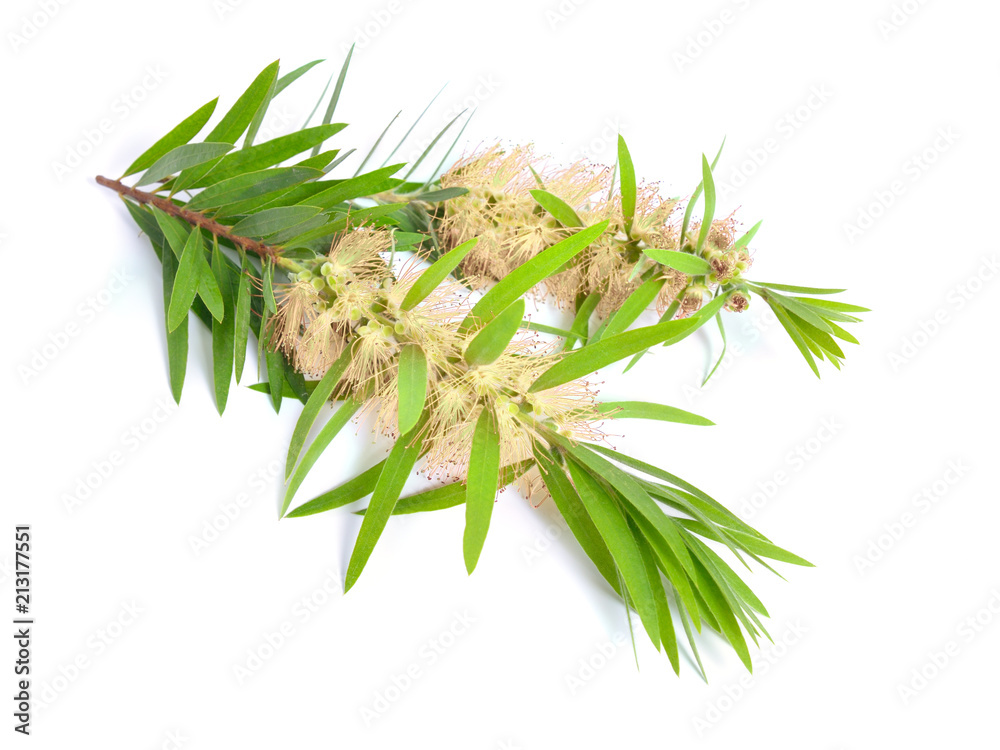 Naklejka premium Gałązka drzewa herbacianego Melaleuca z kwiatami. Pojedynczo na białym tle