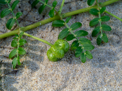 Close up of Tribulus terrestris plant. photo