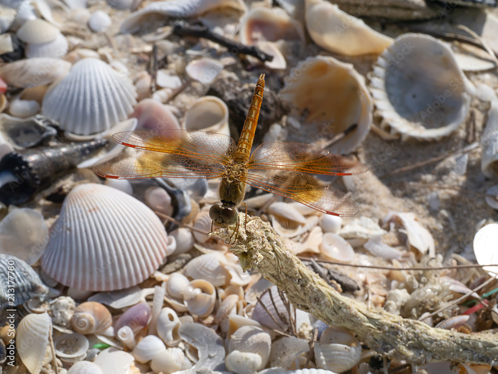 Fototapeta premium Close up of dragonfly on the beach.