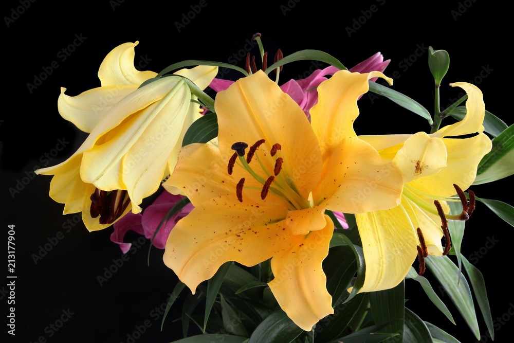 pretty lilies close up pretty lilies close up