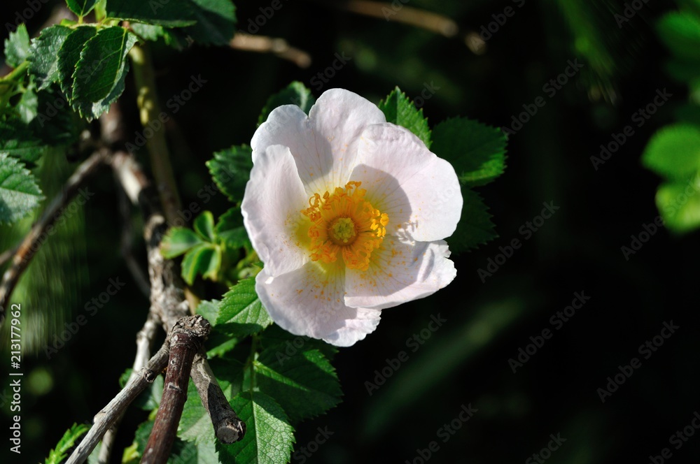 Obraz premium Flor silvestre