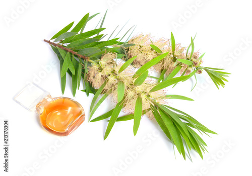 Melaleuca tea tree essential oil with twig. Isolated on white  photo