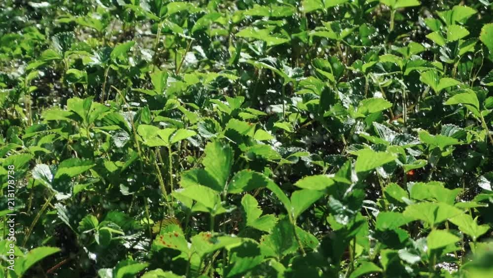 Strawberry watering on a hot sunny day. Watering strawberries. Slow motion. Strawberry watering on a hot sunny day. Watering strawberries. Slow motion.