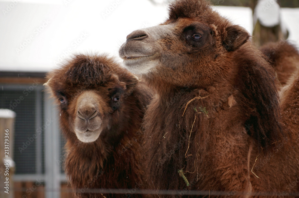 Portrait of two camels in the zoo