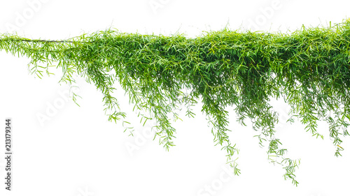 Green climbing plant, vine, ivy isolated on white background.