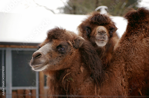 Portrait of two camels in the zoo