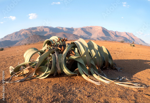 Blooming Welwitschia mirabilis in the desert of central Namibia photo