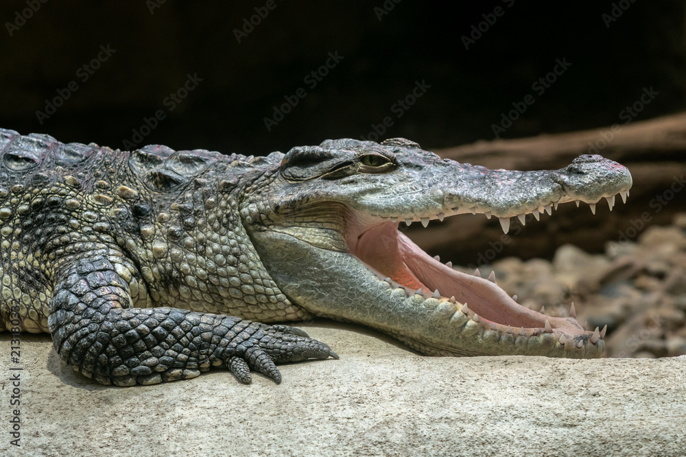 Fototapeta premium Siamese crocodile with open mouth (Crocodylus siamensis)