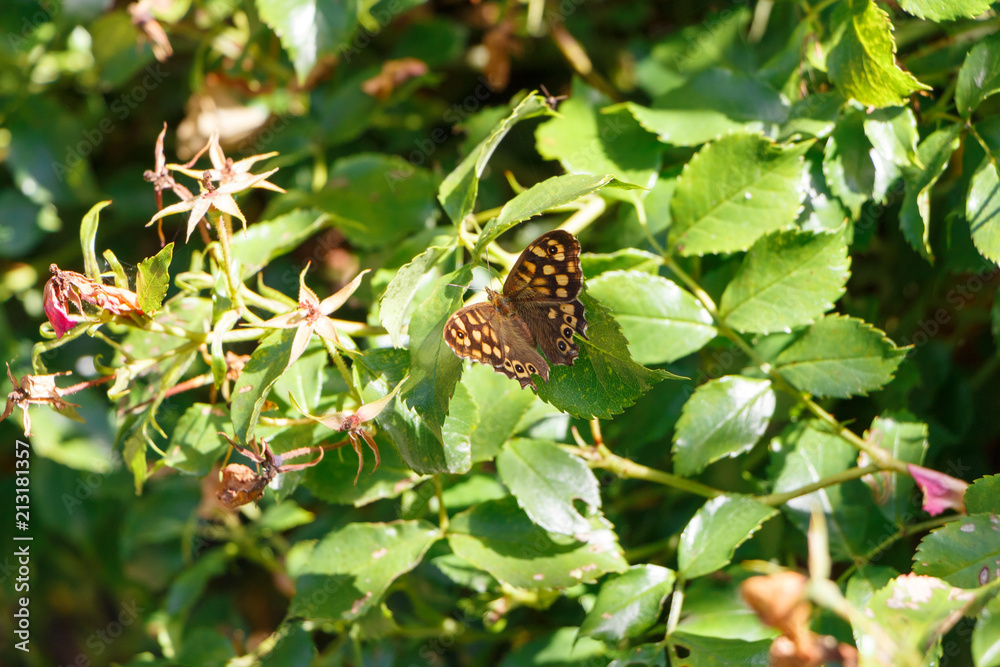 Fototapeta premium Papillon Tircis posé sur une feuille