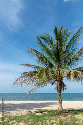 tree on the beach © noppharat