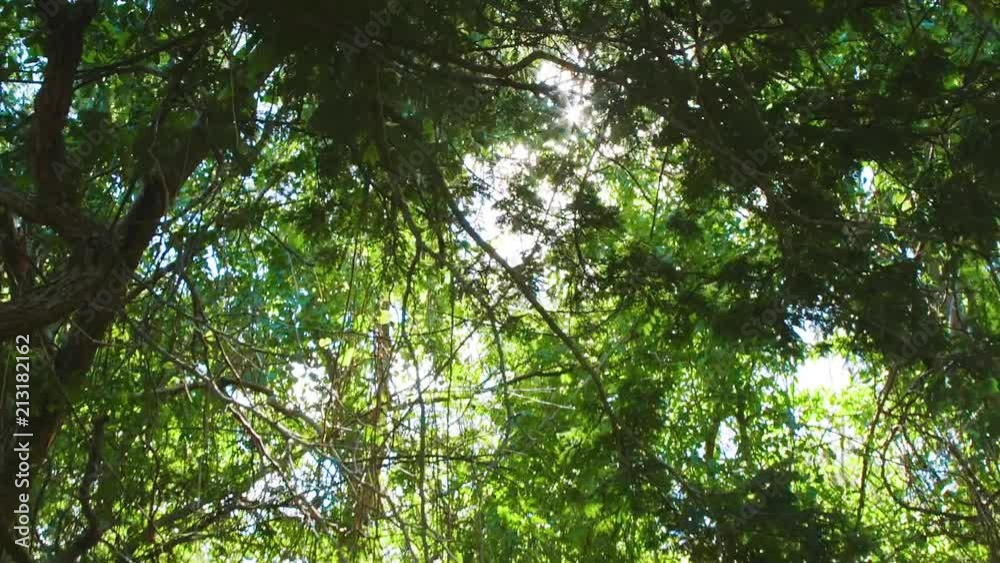 Sun shines brightly through a tropical canopy of trees, pull back shot. Sun shines brightly through a tropical canopy of trees, pull back shot.