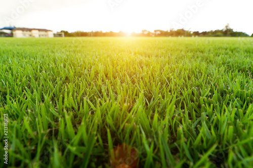 Fresh grass of the stadium