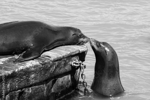 Two sea lion sniff each other. Sea Lions at San Francisco Pier 39 Fisherman's Wharf has become a major tourist attraction.