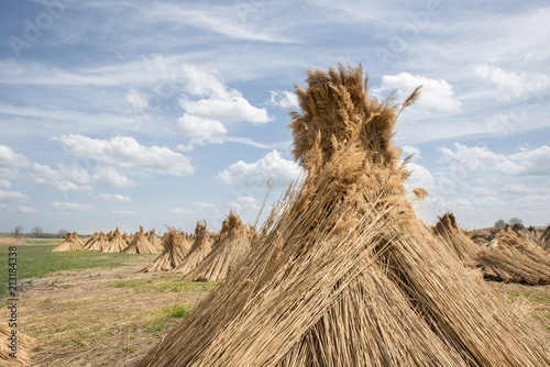 Cane field in a sunny day in Hungary