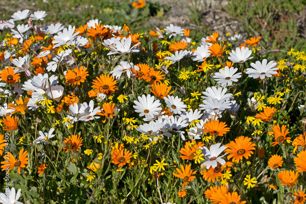 Orange and white daisy wildflowers