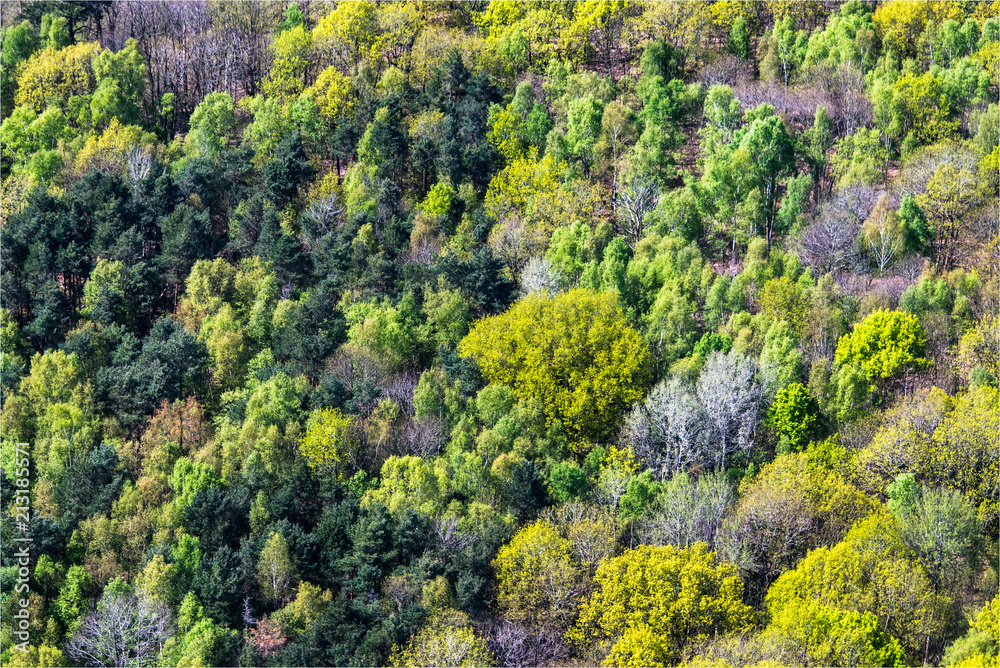 vue aérienne de la forêt aux Alluets-le-Roi dans les Yvelines en france
