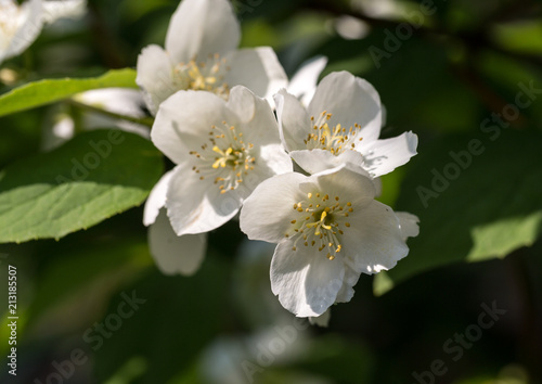 Beautiful blossoming branch of jasmine in garden © wjarek