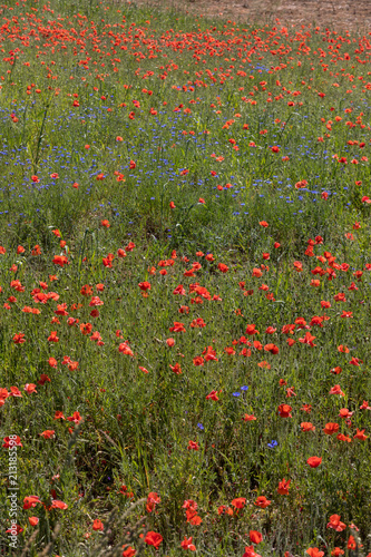 Fototapeta Naklejka Na Ścianę i Meble -  the picturesque landscape with red poppies among the meadow
