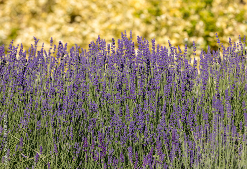 Fototapeta Naklejka Na Ścianę i Meble -   the flourishing lavender and oregano in the background