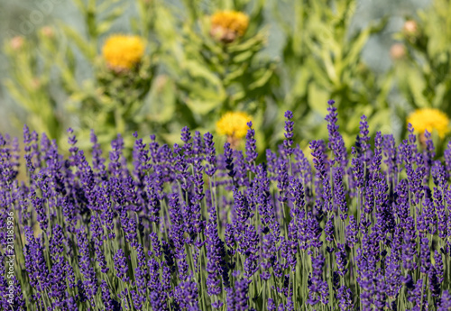Fototapeta Naklejka Na Ścianę i Meble -   the flourishing lavender and yellow star-thistle flowers