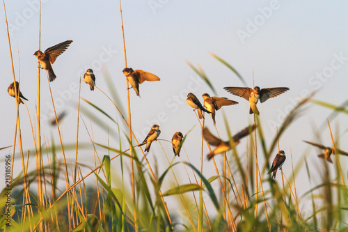 birds at sunrise sitting on sticks photo