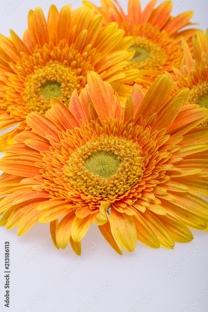 Subtle orange gerbera flowers on white background Subtle orange gerbera flowers on white background