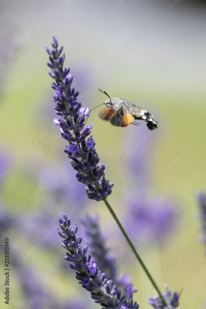 Taubenschwänzchen bei Nektarsuche an Lavendel Taubenschwänzchen bei Nektarsuche an Lavendel
