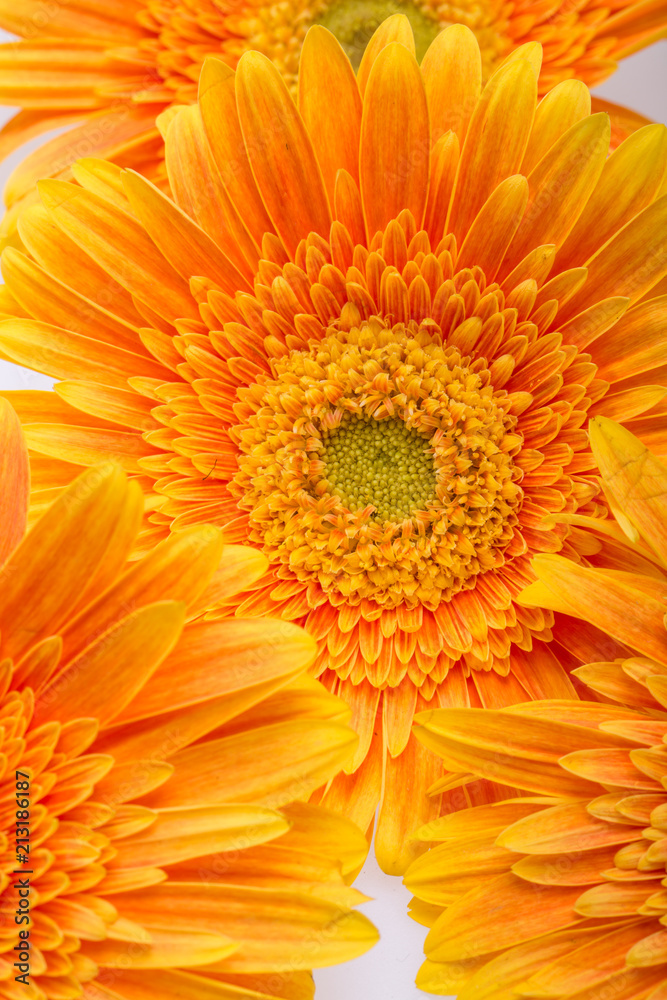 Subtle orange gerbera flowers on white background