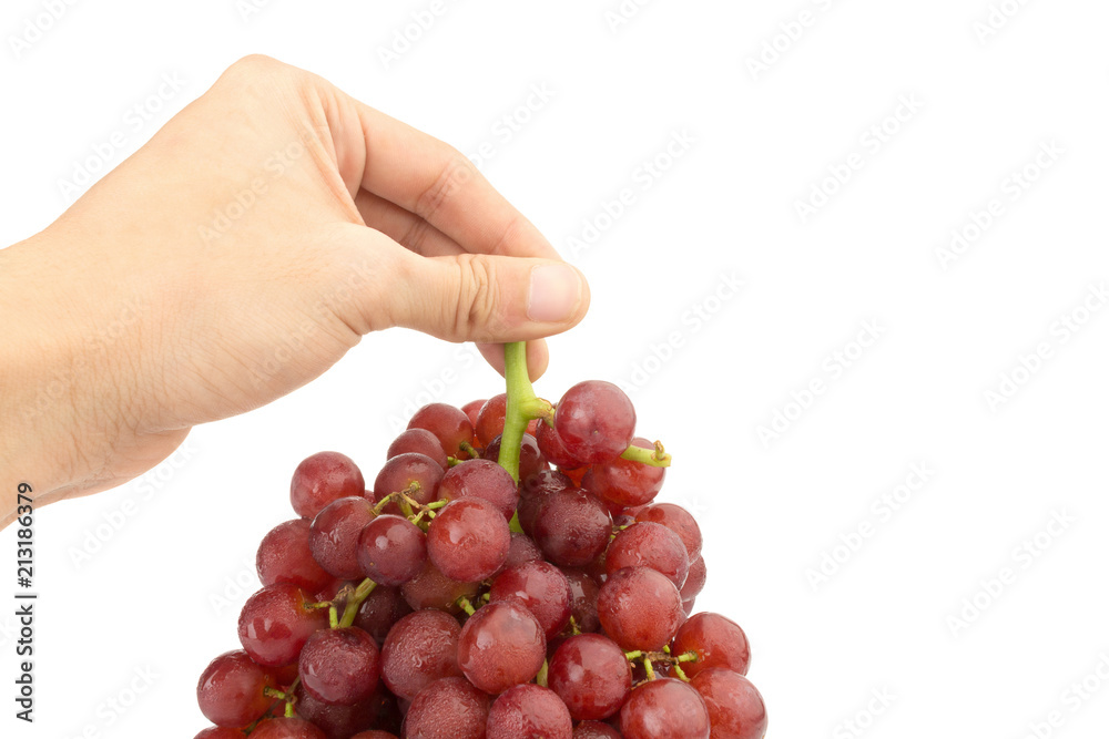 Fototapeta premium hand hold grapes seedless red isolated on white background