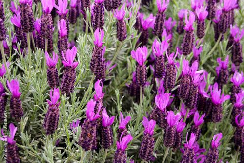 Lavender  Lavandula pedunculata  French Lavender  Butterfly lavender