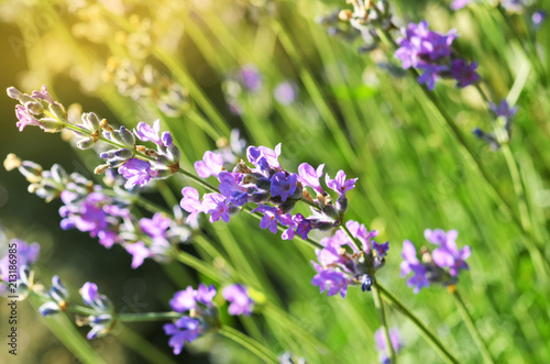 Purple lavender flower blooming in the fields with a soft warm light filter.