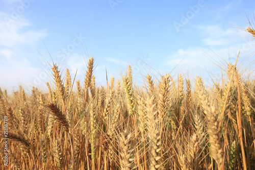 wheat mature © zhengzaishanchu