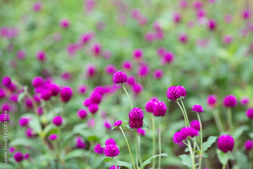 ピンク色のセンニチコウの花 ピンク色のセンニチコウの花