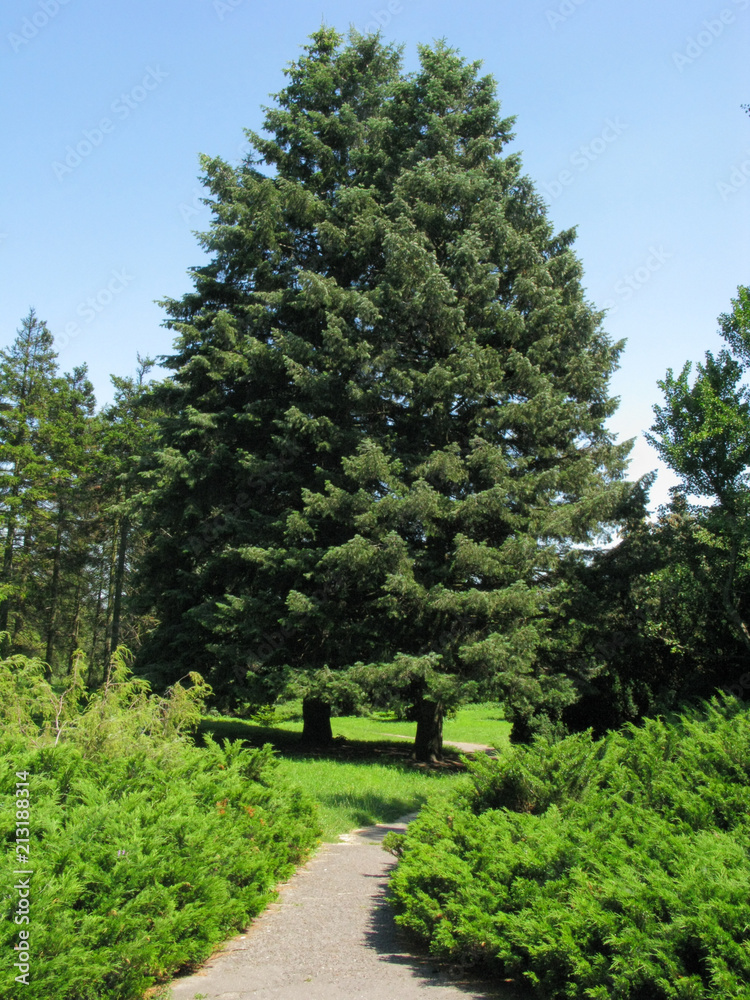 A path between coniferous bushes and several fir trees with green-blue needles