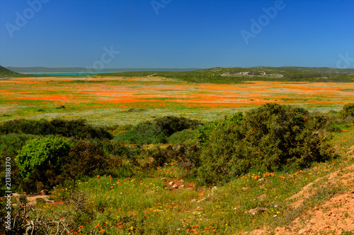 Fototapeta Naklejka Na Ścianę i Meble -  Orange wildflowers in West Coast National Park