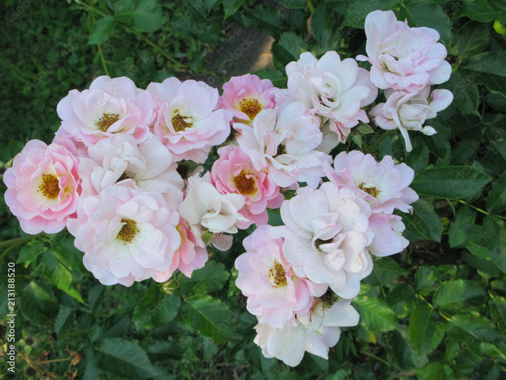 Beautiful roses with delicate creamy pink petals. A pleasant aroma and charm of your favorite colors. Beautiful roses with delicate creamy pink petals. A pleasant aroma and charm of your favorite colors.