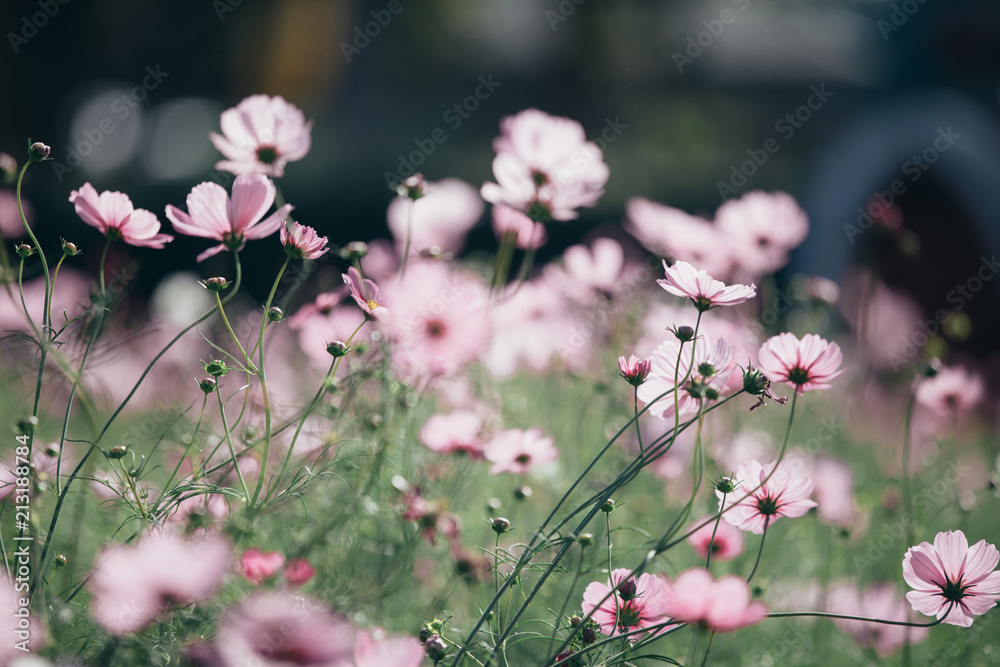 Cosmos pink flowers close up in field background vintage style Cosmos pink flowers close up in field background vintage style