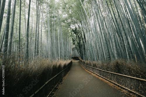 Fototapeta Naklejka Na Ścianę i Meble -  Bamboo forest walkway with film vintage style