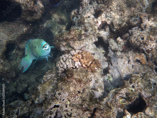Blue Parrot Fish opens mouth as it swims in coral rocks photo