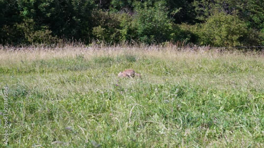 Baby fox wanders through a grassy meadow and looks at camera Baby fox wanders through a grassy meadow and looks at camera