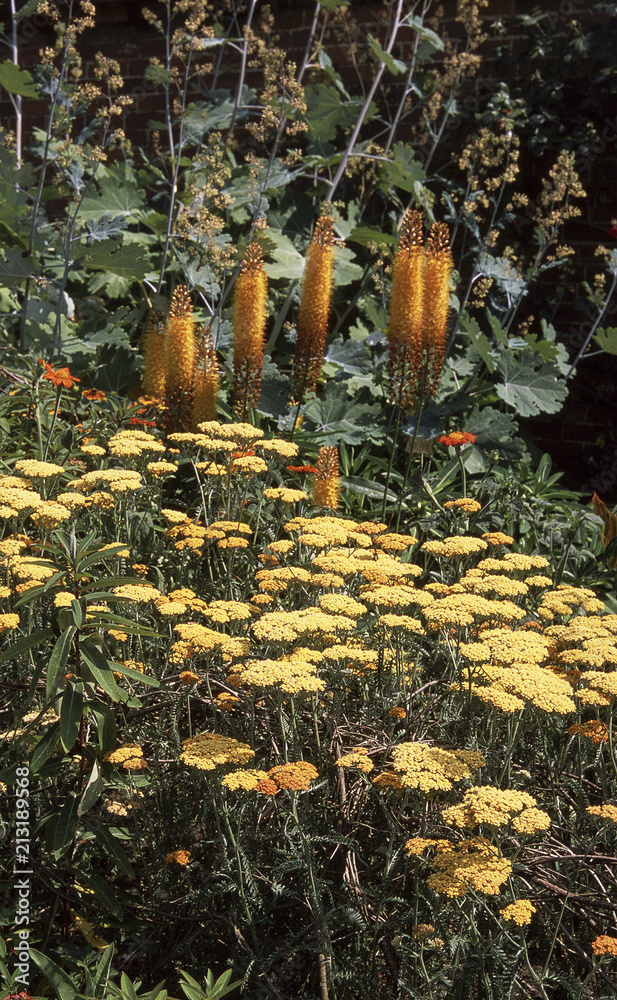 Obraz premium Old English Country Cottage Garden - Shot on Film