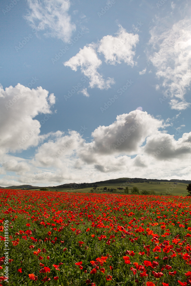 Poppies everywhere in Tuscany