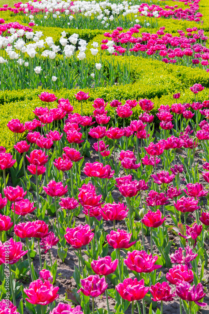A beautiful clearing with gently pink and white tulips