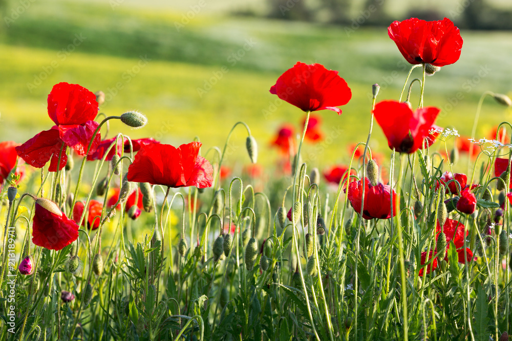Obraz premium Czerwone maki