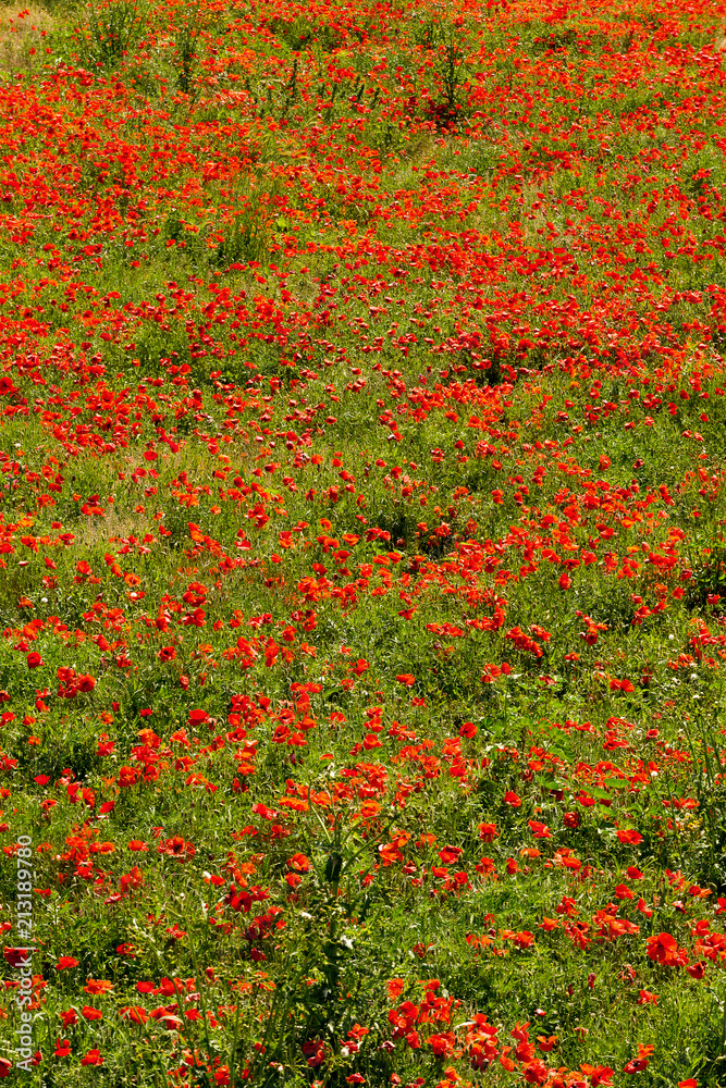 Thousands of poppies