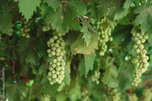 Wallpaper Mural bunch of green grapes on branches. grapevine Torontodigital.ca