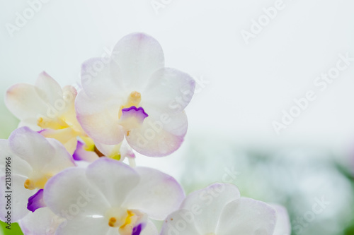 White orchid flower pattern.selective focus with blur abstract background.